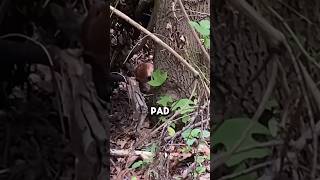 Baby Deer Fawn Attacked by Insects in Hiding Spot shorts wildlife deer animals [upl. by Adekram39]