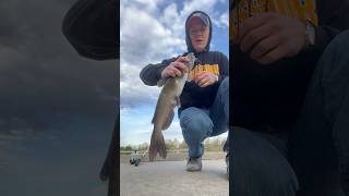 Catfish Hernia and Wild Goose Chase channelcatfish catfish swan goosechase [upl. by Eiclek]