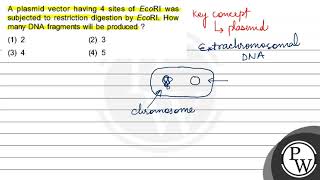 A plasmid vector having 4 sites of \ E c o R \ I was subjected to restriction digestion by Eco [upl. by Lajib497]