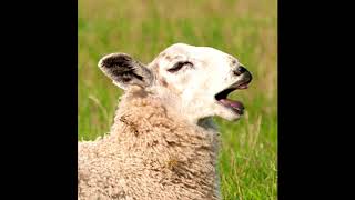 Sheep Bleating Sound Effect ▌Improved With Audacity ▌ [upl. by Savil]