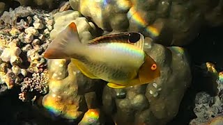 Bicolour parrotfish in first of three life stage Cetoscarus bicolor 4K [upl. by Etteniotna]