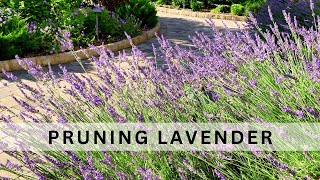 When Why and How to Prune Lavender [upl. by Tiny815]