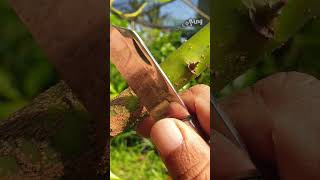 How to graft avocadografting grafting sambungsisip okulasi garden farming fypシ゚viral [upl. by Meg]