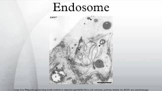 Endosome [upl. by Nel]