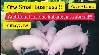 Backyard Piggery Farm  Grower stage  palakihing baboy  negosyong babuyan  kumikitang kabuhayan [upl. by Valerlan321]