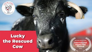 Lucky the Rescued Cow [upl. by Nitsir194]