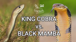 King cobra vs Black mamba  Battle of the deadly snakes [upl. by Silenay618]