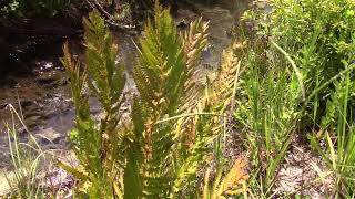 Osmundastrum cinnamomeum Cinnamon Fern [upl. by Fanchet566]