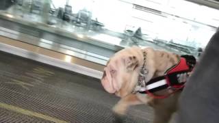 Klauz The Lilac Tri Merle English Bulldog At the airport [upl. by Nelie447]