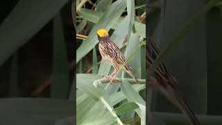 Streaked Weaver in the Reeds abcnatureshorts natureandwildlife weaverbirds pondlife [upl. by Boyden129]