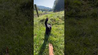 🐈 Cat Tail Wags 🐈‍⬛ nature view trending funny hiking [upl. by Ateloiv]