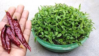 Grow chilli easily from dry chilli  Easy seed germination [upl. by Falzetta610]