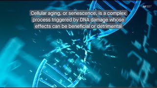 Decoding cellular aging Understanding the senescenceassociated secretory phenotype [upl. by Nilyam371]