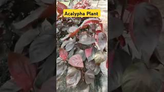 Acalypha Plant  Acalypha wilkesianaCopper plant plants shortsfeed nursery garden shorts [upl. by Saw]