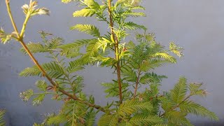 Metasequoia Glyptostroboides Dawn Redwood Bonsai Tree [upl. by Mcwherter]