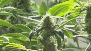 Potential major marijuana move could impact Texas laws [upl. by Zosema]