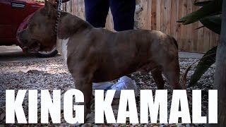 LEGENDARY AMERICAN BULLY KENNEL  PRATTS PITS [upl. by Onahpets]