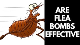 Are flea bombs effective 【2020】Do Flea Bombs Really Work [upl. by Dupaix524]