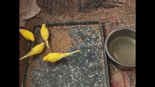 Hungry Budgies  Happy Active Playful Budgie Sounds [upl. by Hoisch100]