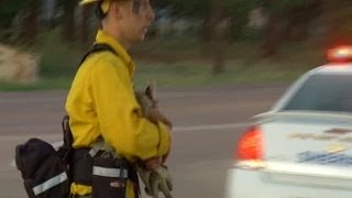 Firefighter rescues baby deer from Black Forest Fire [upl. by Birdella864]