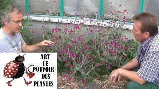 chaine de jardinComment faire un semis de lychnis coronaria coquelourde des jardins plante vivace [upl. by Keily849]