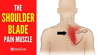 The Shoulder Blade Pain Muscle How to Release It for INSTANT RELIEF [upl. by Solahcin]