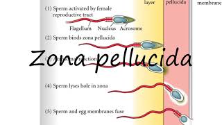 How to Pronounce Zona pellucida [upl. by Malony]