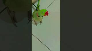 Parrot playing ball⚾ytshortsparrot birds [upl. by Enileqcaj450]