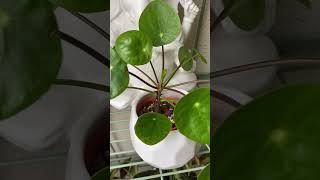 pilea peperomioides chinesemoneyplant houseplants indoorplants plantlover indoorjungle plants [upl. by Retsam]