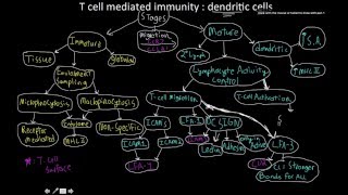 The adaptive immune system T cell mediated immunity dendritic cells MAP [upl. by Riehl]