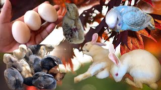 Humari Ak aur murgi Na eggs Dana Shro kar dei New Rabbit Le Aaye [upl. by Melissa]