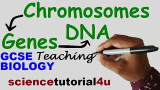 DNA CHROMOSOMES GENES amp ALLELES GCSE Science Biology [upl. by Eastlake]