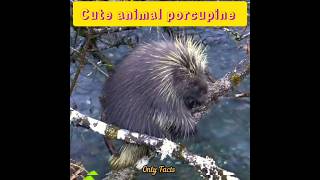 Porcupine ❤️ onlyfactsb facts onlyfacts porcupine [upl. by Ykvir551]