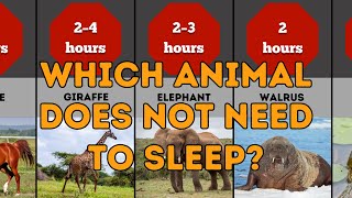 Which Animals Sleep the Least Find Out Here Top 30 [upl. by Tidwell]