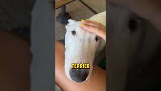 The fascinating bull terrier bullterrier dog [upl. by Labors]