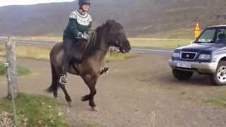 Icelandic horse demonstrates the famous tolt gait [upl. by Sile]