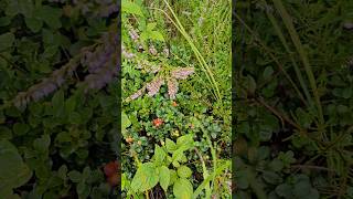 Brūklenes  Lingonberries ✨️ nature hiking [upl. by Anahir]