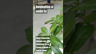 Insektong nagdudulot ng maraming sakit youtubeshorts shortvideo [upl. by Aynotak502]