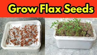 Grow Flax Seeds  Microgreens [upl. by Atis]