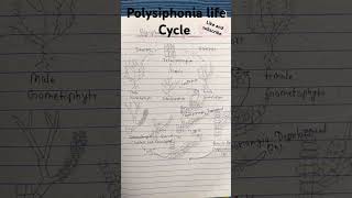 Polysiphonia life Cycle bsc bed 1st sem [upl. by Cicely858]