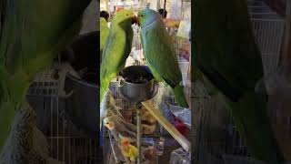 Rose ringed Parakeet pet parrot birdslover greenparrot parakeet shorts petshop birds [upl. by Keiryt863]