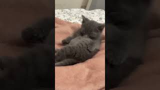 cat music kitten cute catlover babycoversong funny edit kedi قت beach love aşk baby [upl. by Chelsy]