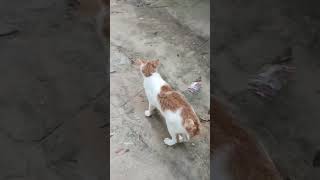 Cute cat🐱♥️shorts cat kitten subscribe [upl. by Ahsieat]