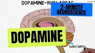 Role of Dopamine in the Brain  Neurotransmitters explained [upl. by Ynoep]