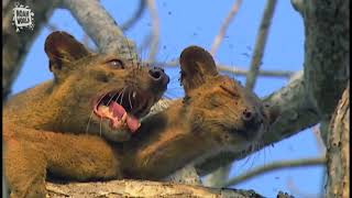 My Favorite Animal  Fossa Fouche cryptoprocta ferox [upl. by Eelrihs237]