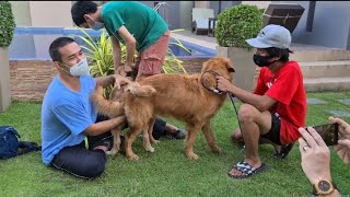 chien saccouplant naturellement  les golden retrievers obtiennent un lien de reproduction chien [upl. by Acinor704]