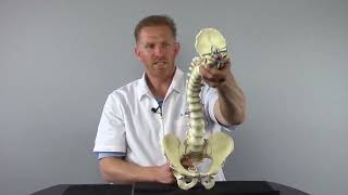 Common Root Cause of Scoliosis with Matthew Janzen Doctor of Chiropractic [upl. by Ahtram424]