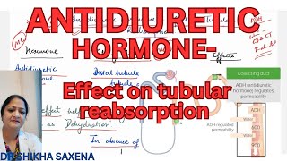 Anti diuretic hormone Effect on tubular reabsorption of water mechanism [upl. by Ck]