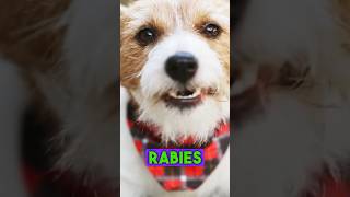 How Dangerous Rabies Virus Can be rabies rabiesvaccine shorts rabiesprevention [upl. by Nika647]