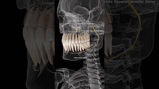 🦷 Alveolar Nerves The Sensory Pathways of Your Teeth 🦷 [upl. by Ybok]